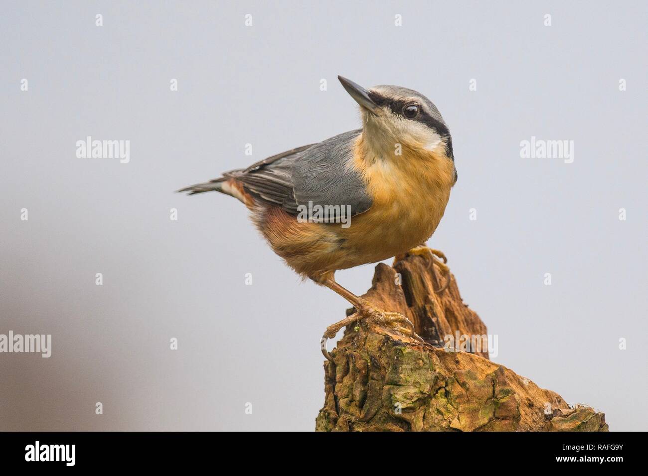 Nuthatch perched on a tree Stock Photo
