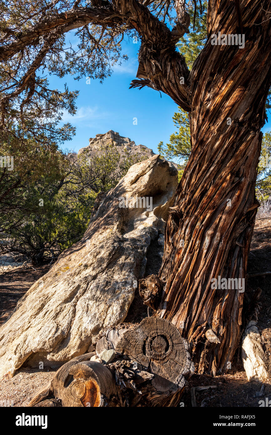 Pinon Pine tree frames rocky bentonite clay landscape; Castle Gardens; near Salida; Colorado; USA Stock Photo