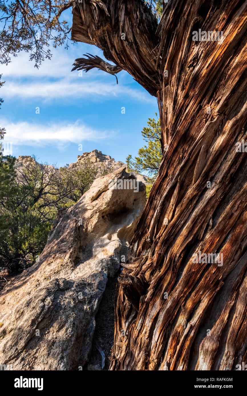 Pinon Pine tree frames rocky bentonite clay landscape; Castle Gardens; near Salida; Colorado; USA Stock Photo
