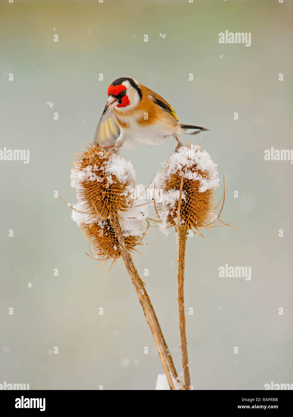 AN ACROBATIC Goldfinch bird has been captured performing the splits as it tries to balance between two teasel plants. The amusing pictures show the Go Stock Photo