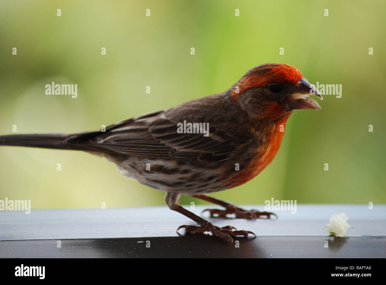 Red house finch eating a bread crumb while standing on a railing Stock ...