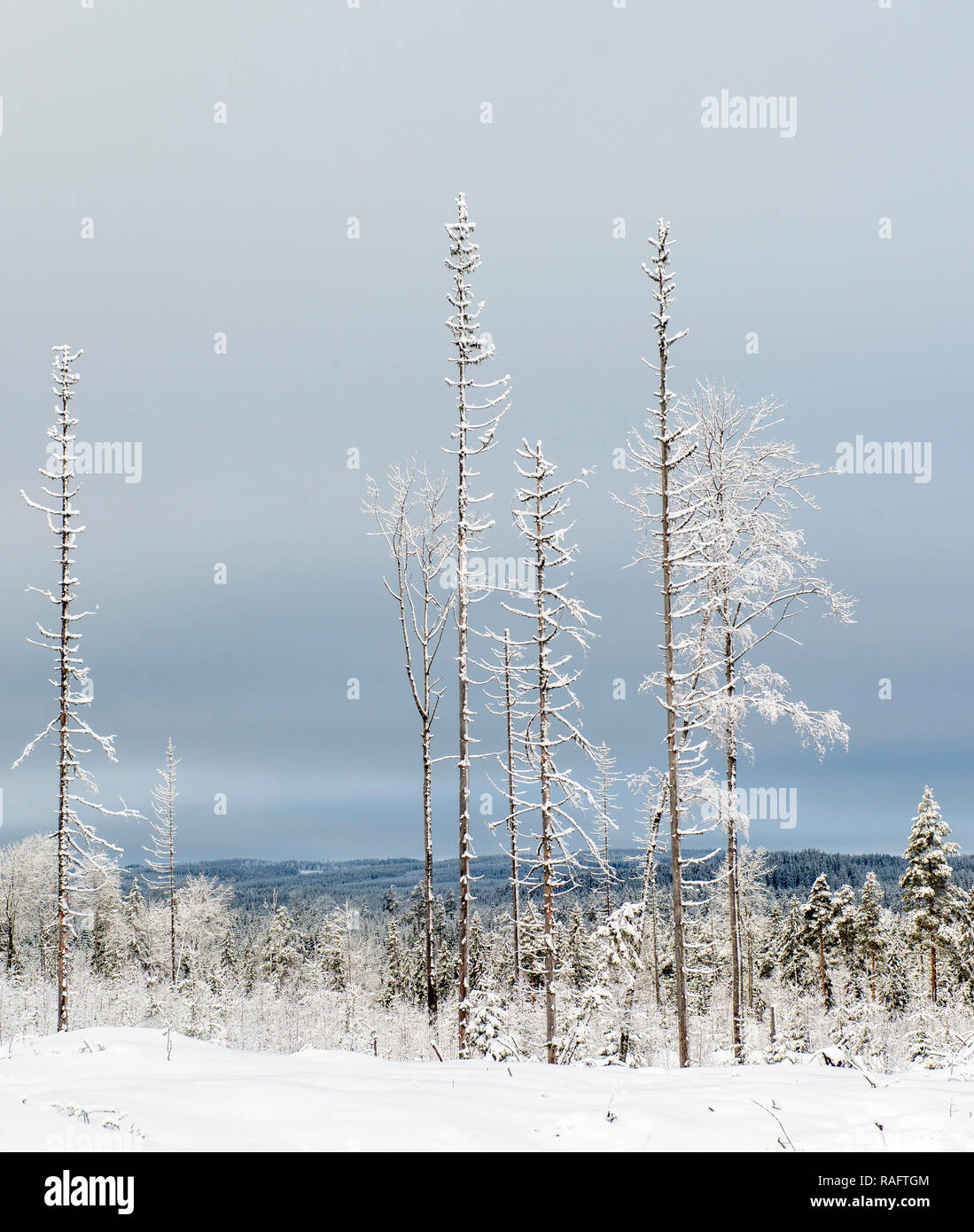 Dry trees in winter landscape. Sweden Stock Photo