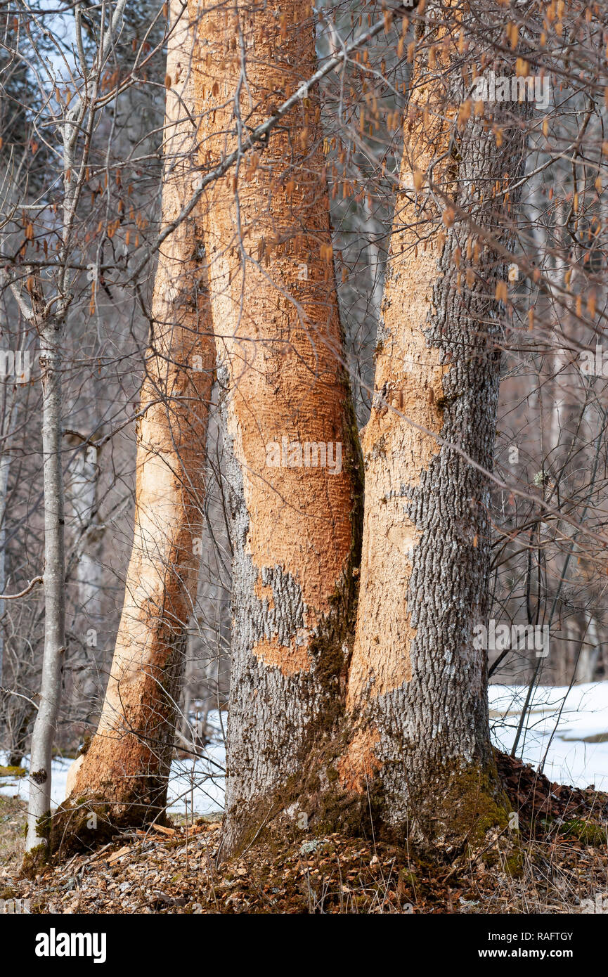 Tree with bark stripped by White-backed Woodpecker. Sweden. Stock Photo