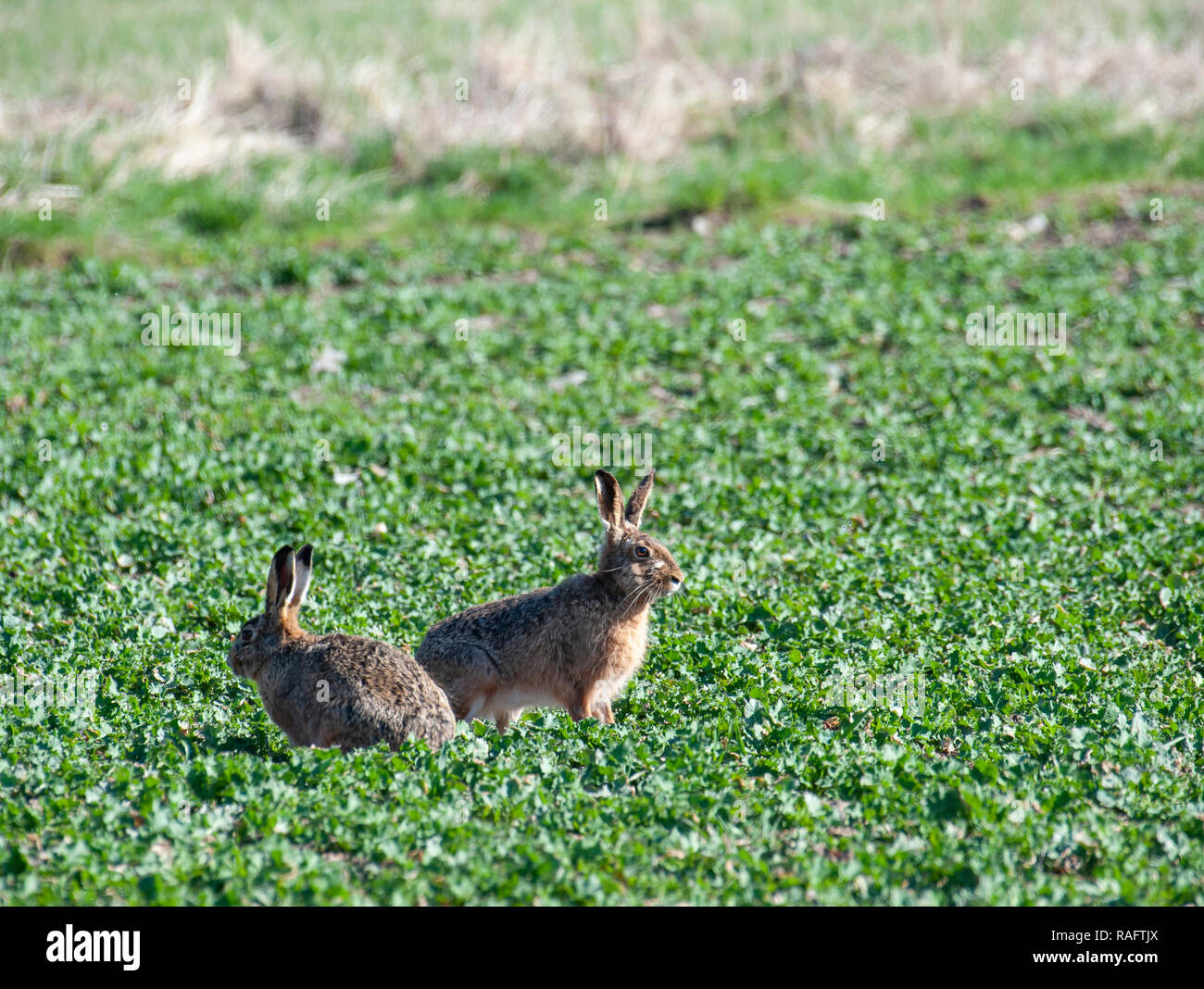 Brown hare (Lepus europaeus) Stock Photo