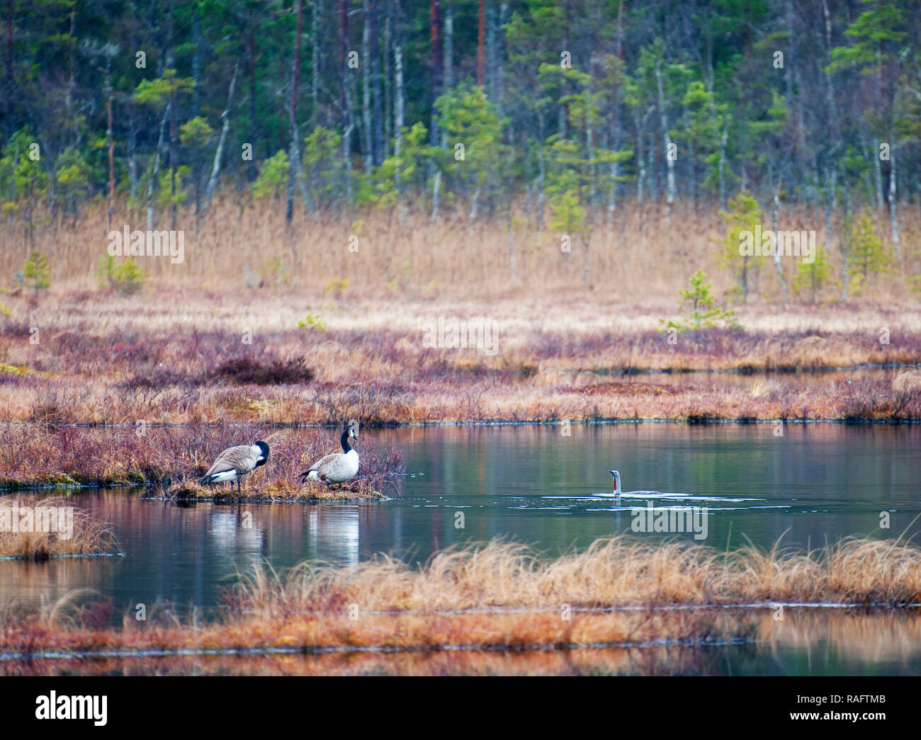 Red-throated loon angry on Canada geese. Sweden. Stock Photo