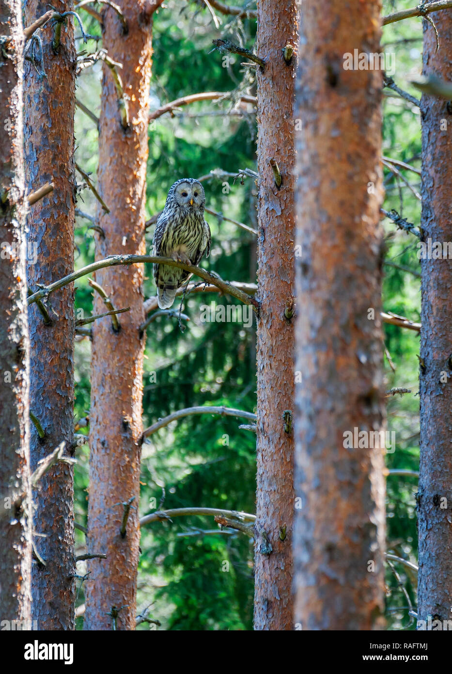 Ural Owl. (Strix uralensis) Stock Photo