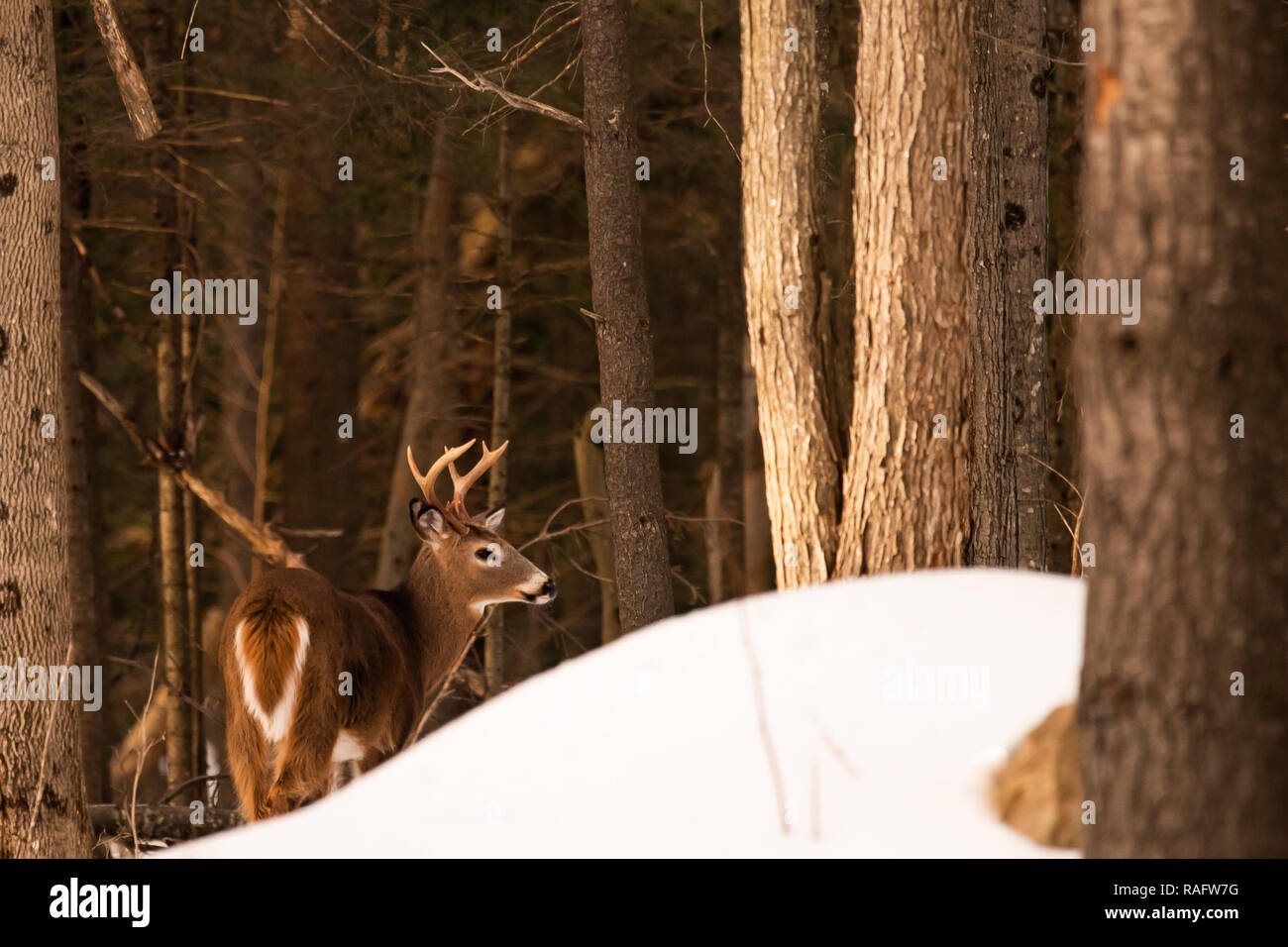 An elusive trophy whitetail deer buck hiding behind a snow drift in the Adirondack Mountains wilderness. Stock Photo
