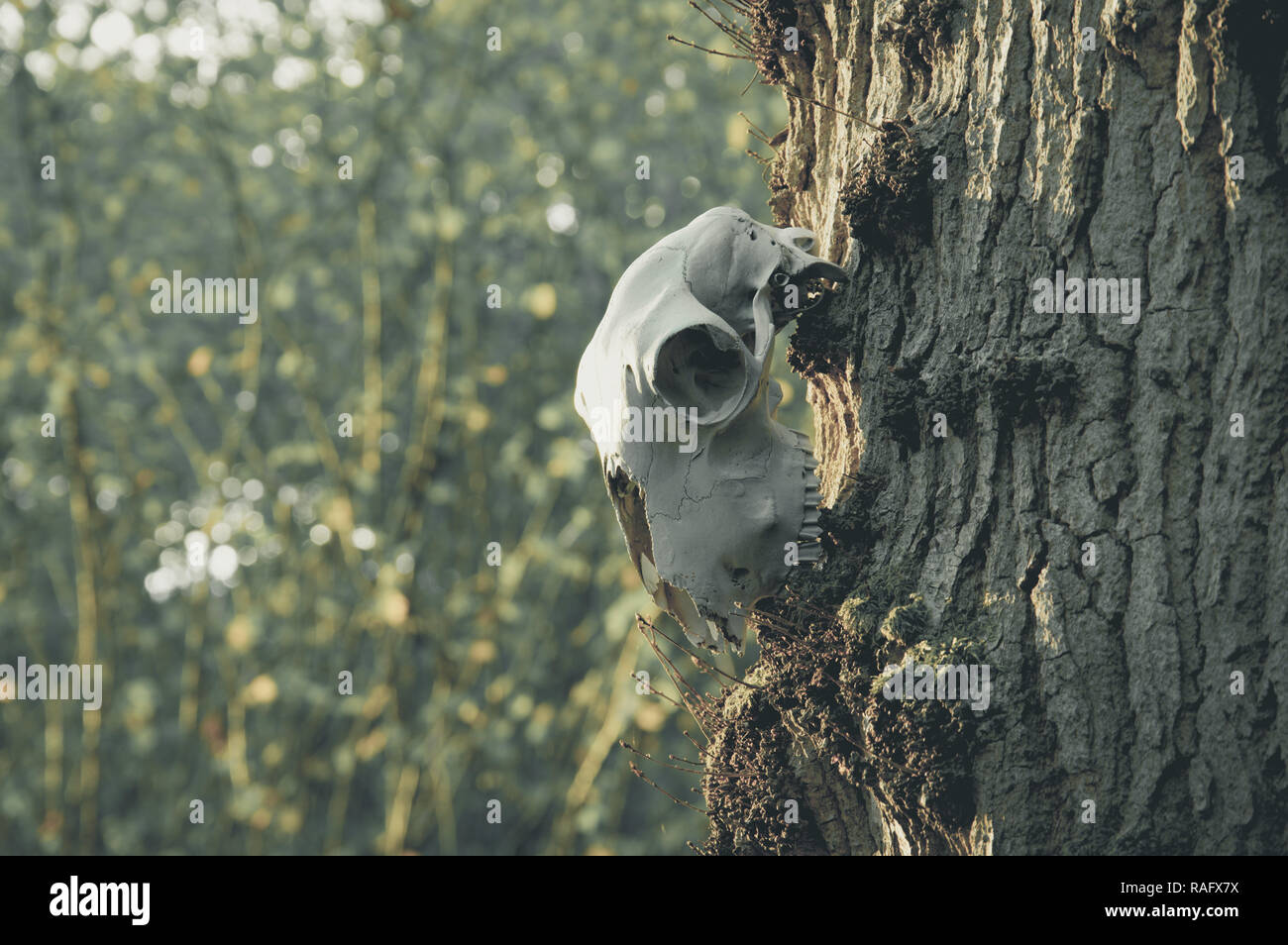 A sheep skull hanging from a tree trunk, with a blurred bokeh background. With amuted edit. Stock Photo