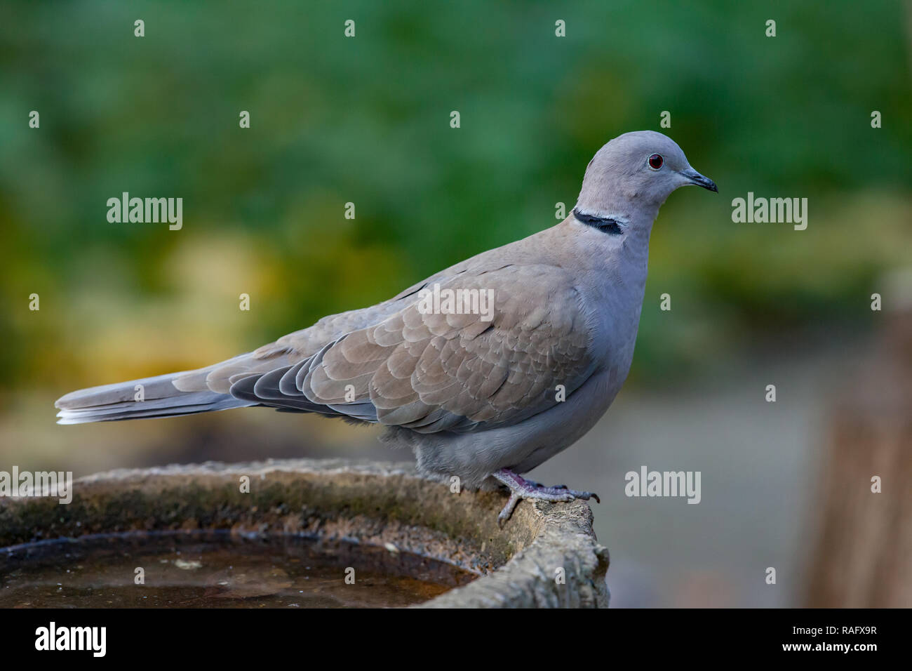 Collared Dove. Streptopelia decaocto. Single adult perched on bird bath. West Midlands. British Isles. Stock Photo