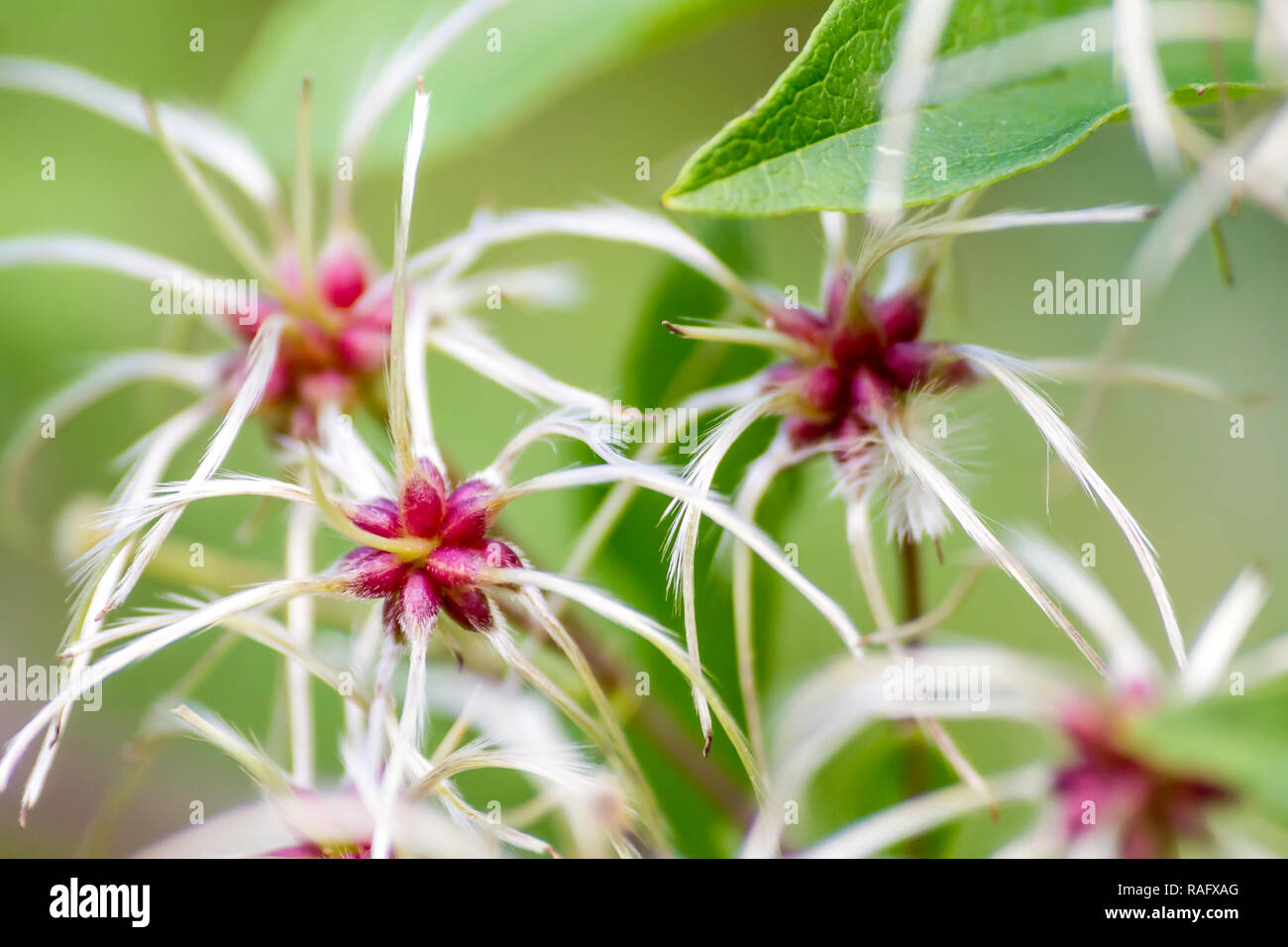 Close up of an exotic plant Stock Photo