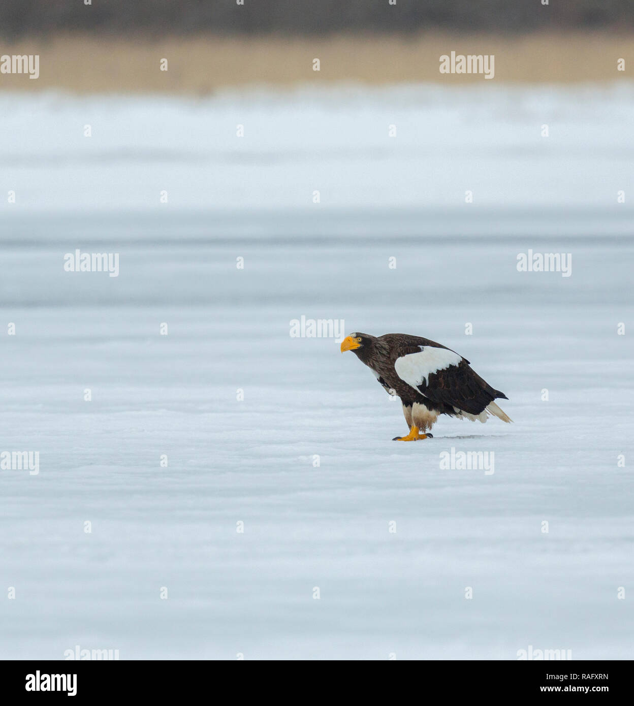 Steller's sea eagle or Haliaeetus pelagicus in Hokkaido Japan during winter migration Stock Photo