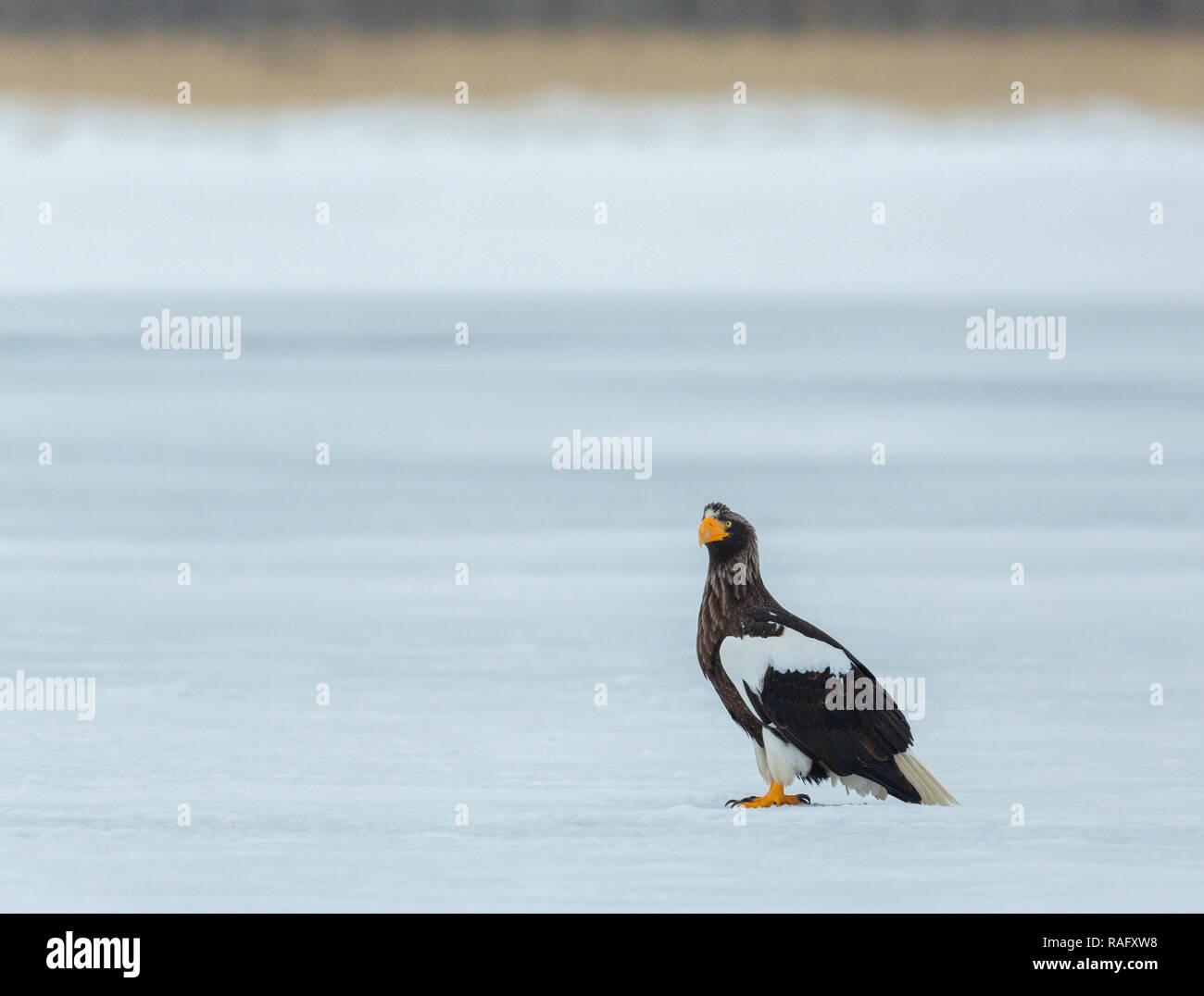 Steller's sea eagle or Haliaeetus pelagicus in Hokkaido Japan during winter migration Stock Photo