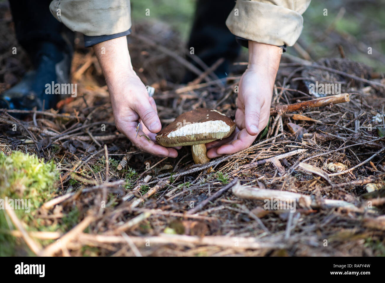 Mushroom picker found a Boletus edulis in a coniferous forest, autumn time. Mushroom hunting. Stock Photo