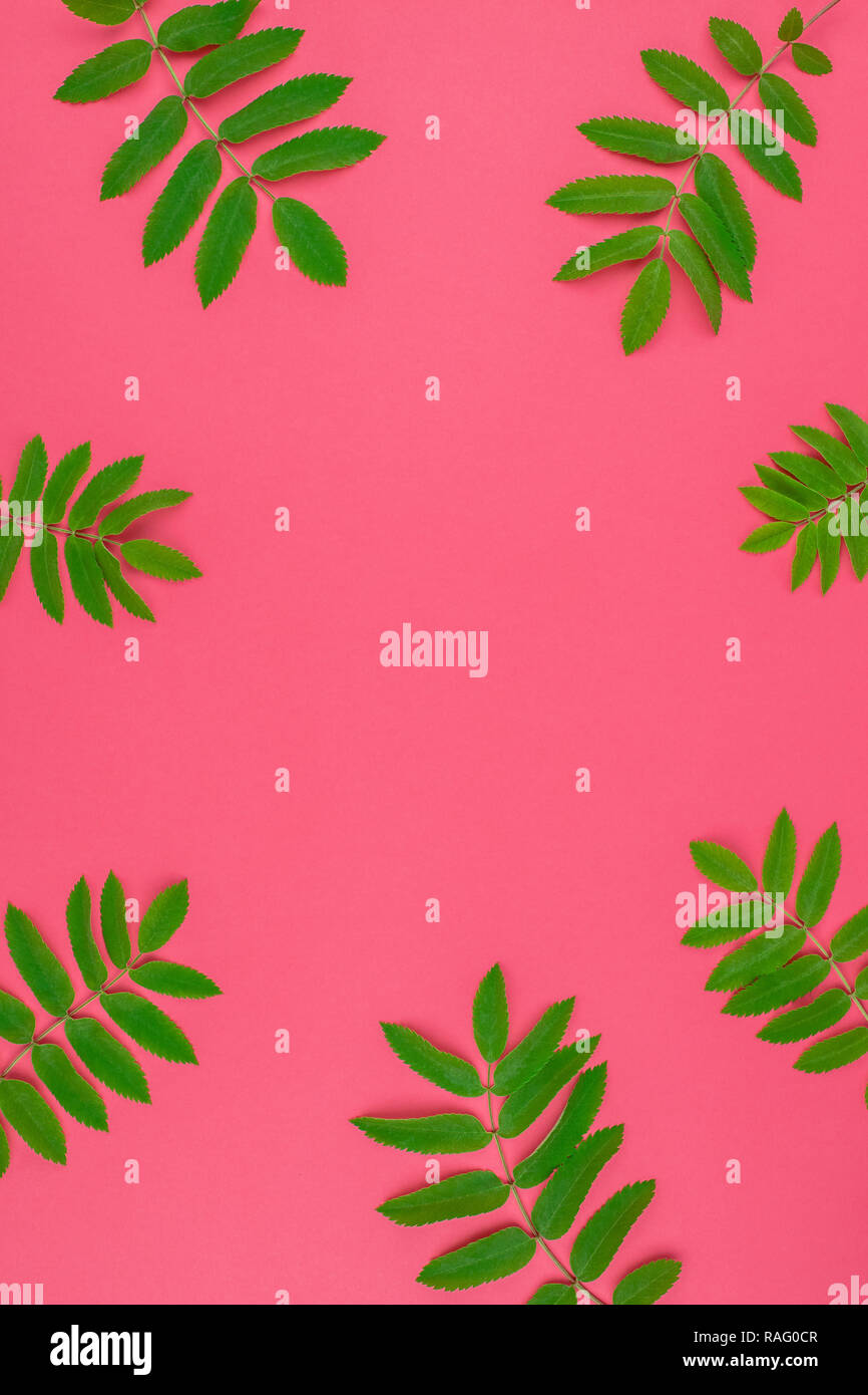 Creative flat lay top view pattern with fresh green rowan tree leaves ...