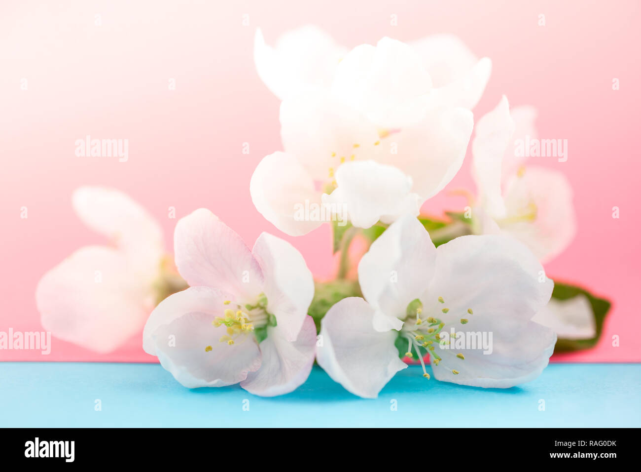 Apple blossoms over blurred color background. Spring flowers creative