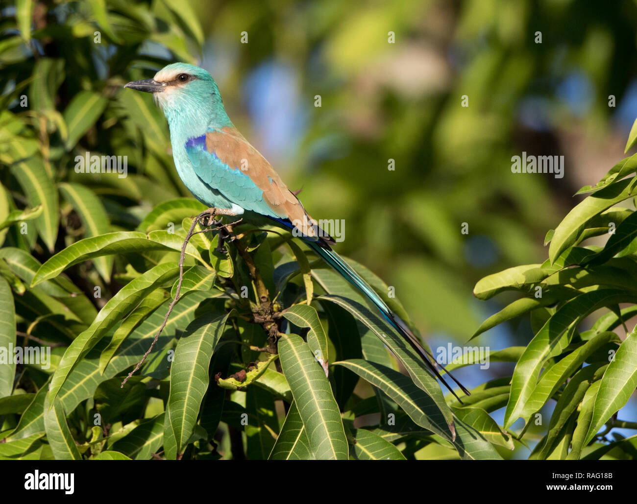 Abyssinian Torbies Abyssinian Roller (Coracias abyssinicus Stock Photo - Alamy