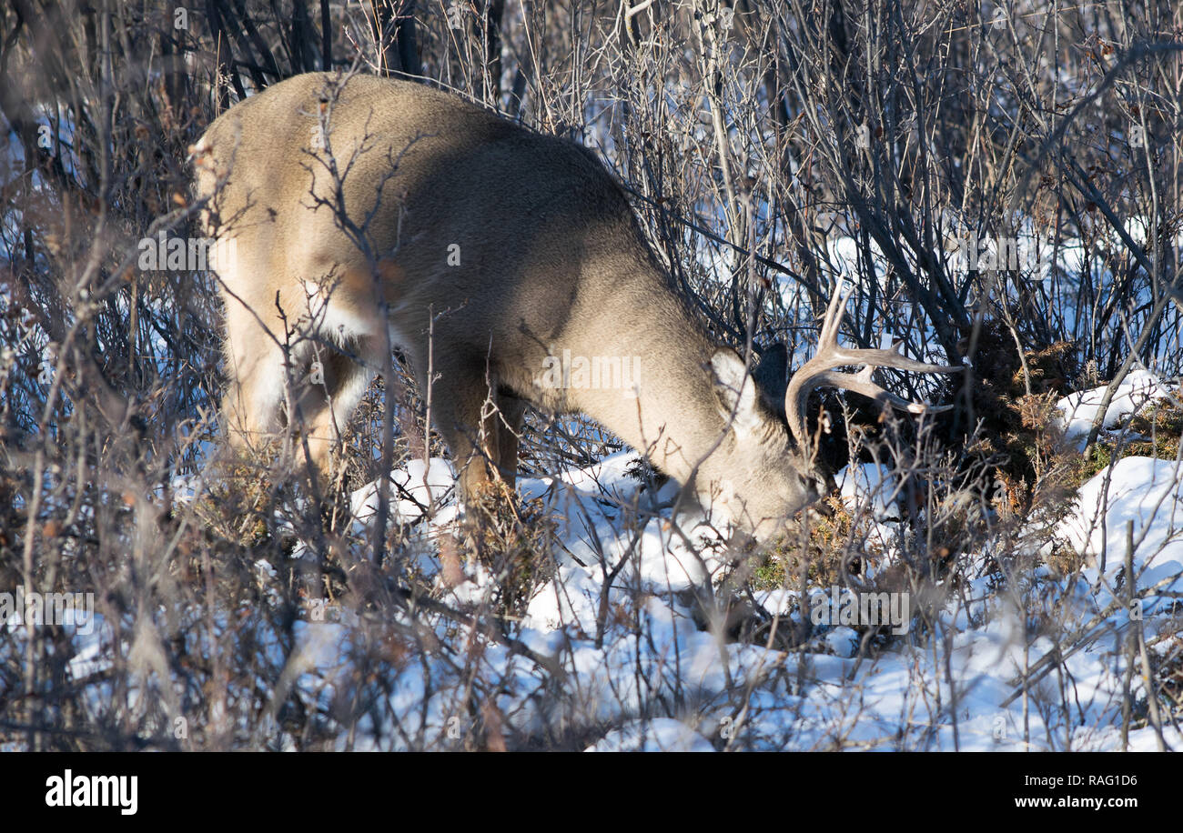 winter scenes near the Bow river in Calgary Stock Photo Alamy