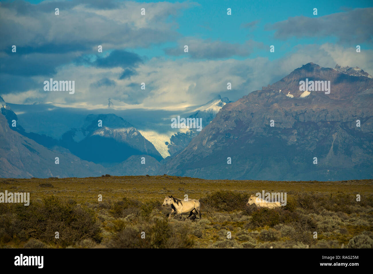 Wild horses gallup below the Andes mountains of Patagonia in Argentina. Stock Photo