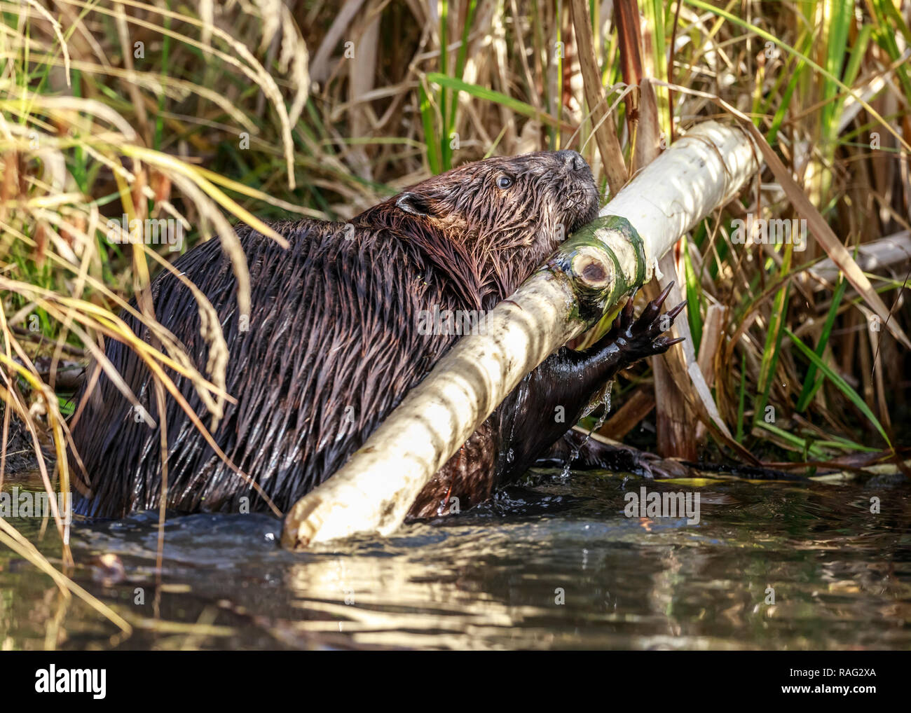 Beaver chewing on log, Riding Mountain National Park, Manitoba, Canada. Stock Photo