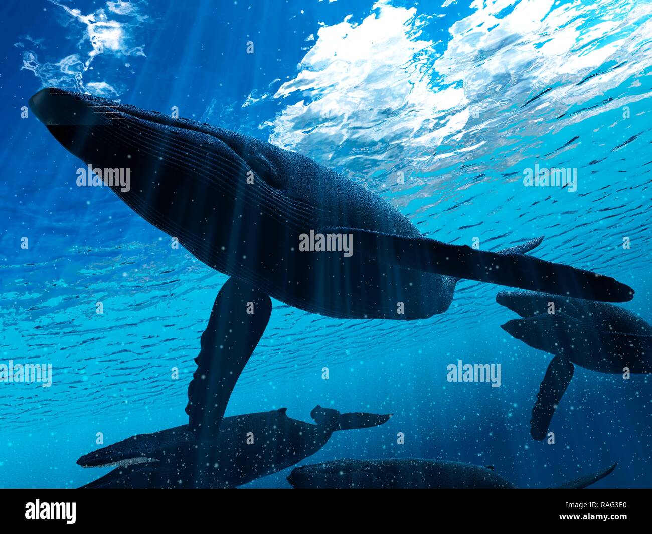 Illustration of a humpback whale Stock Photo - Alamy