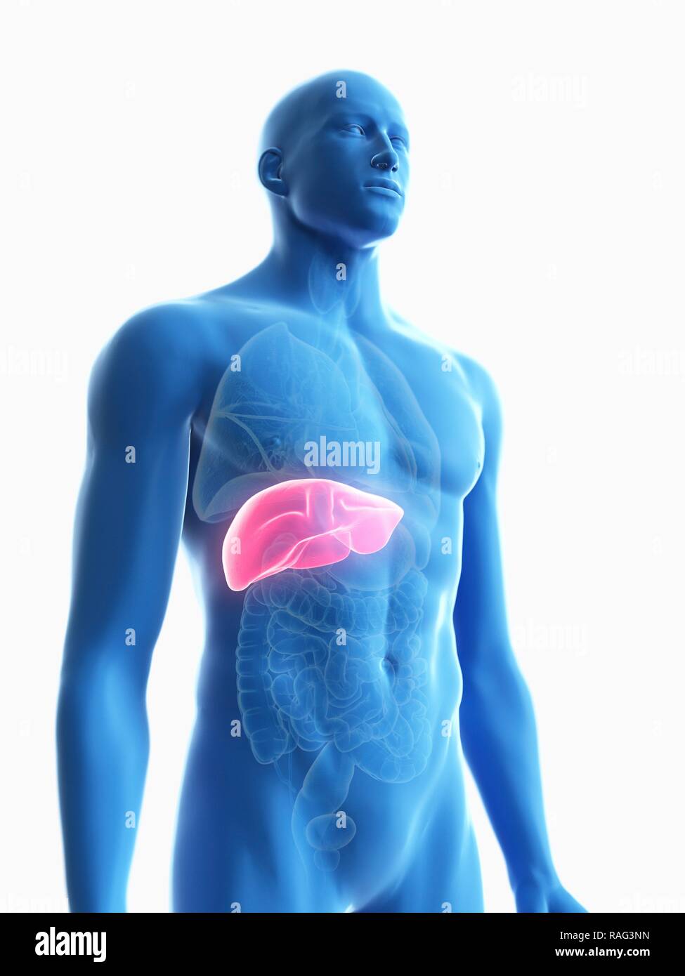 Illustration of a man's liver Stock Photo - Alamy