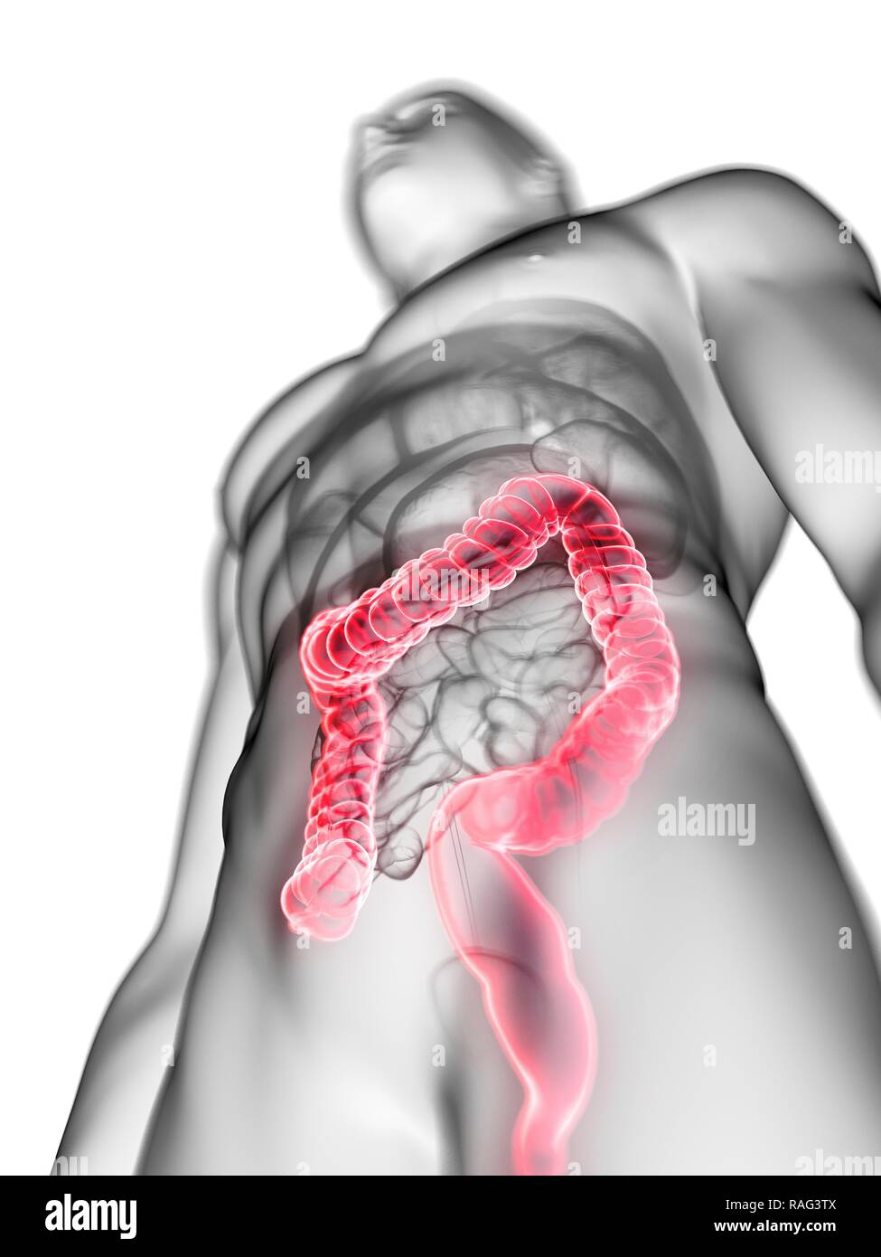 Illustration of a man's colon Stock Photo - Alamy