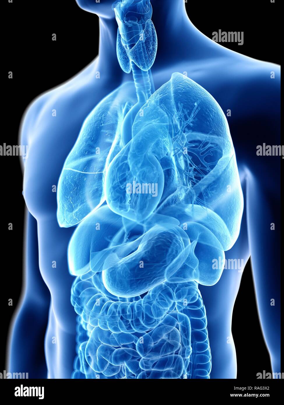 Illustration of a man's internal organs Stock Photo - Alamy