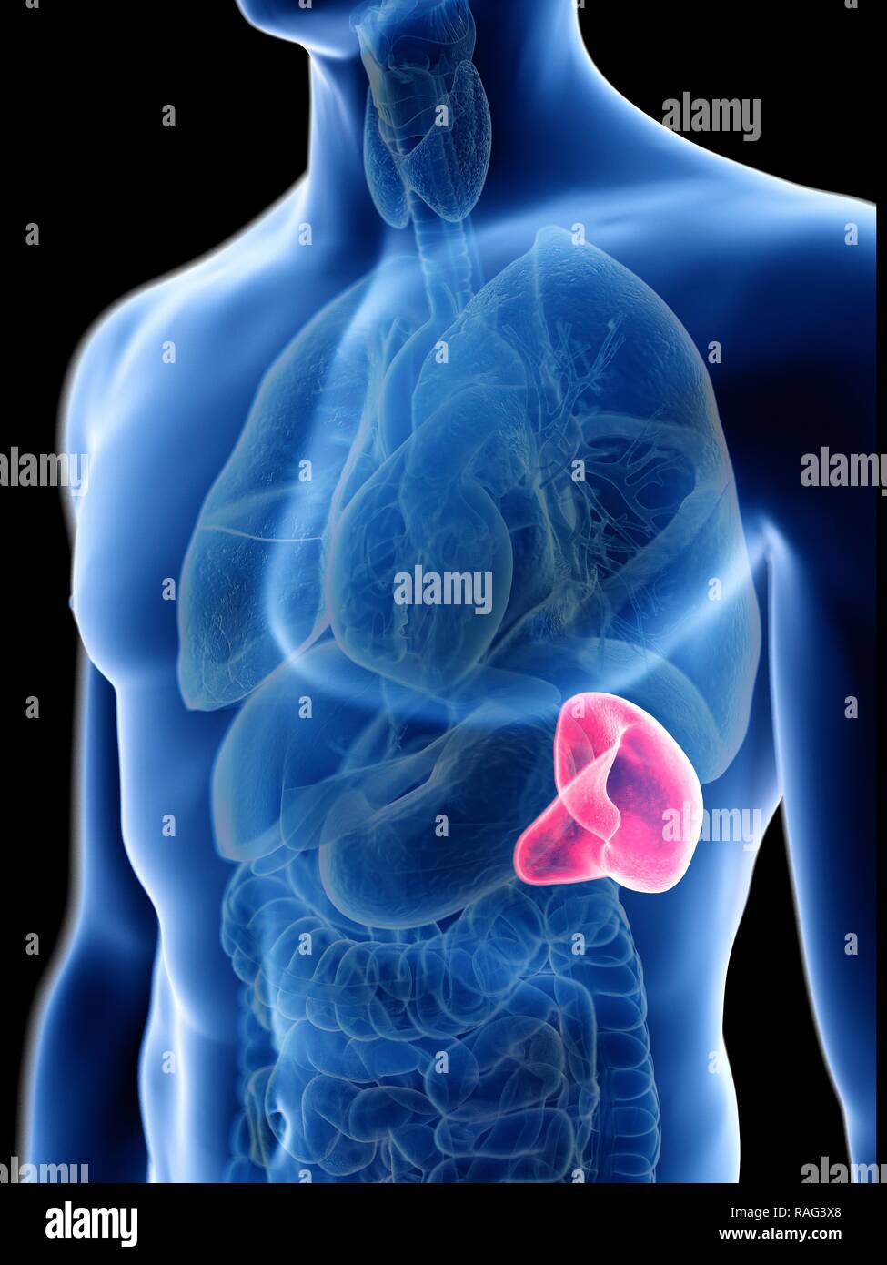 Illustration of a man's spleen Stock Photo - Alamy