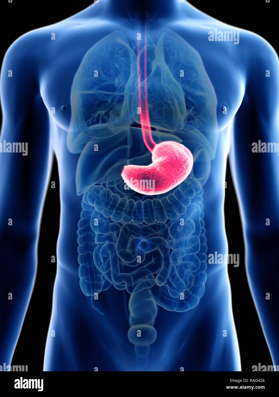 Illustration of a man's stomach Stock Photo - Alamy
