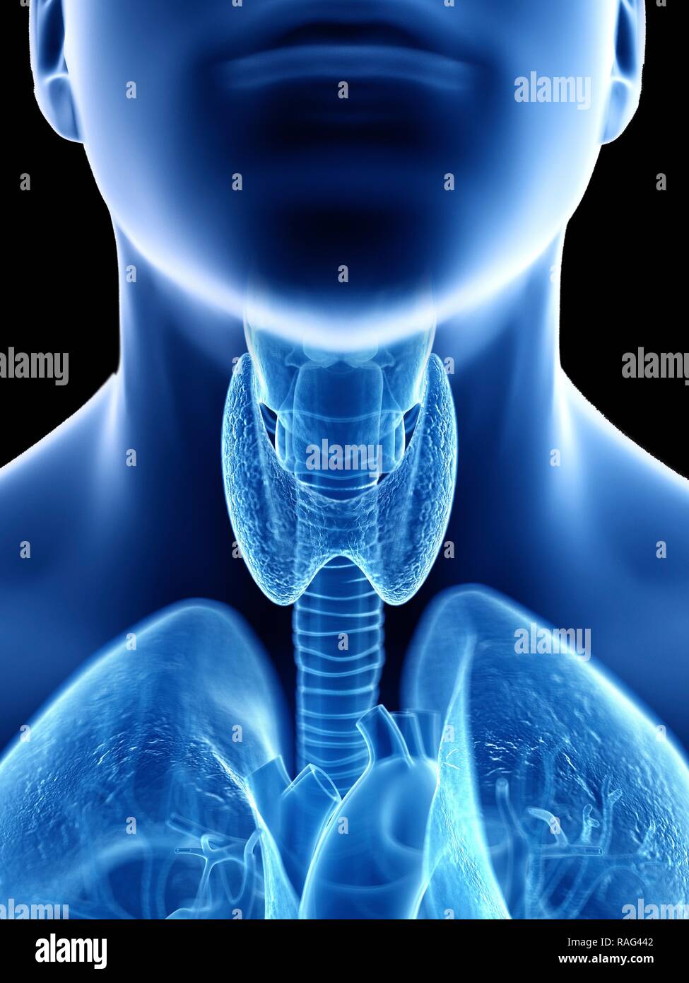 Illustration of a man's throat anatomy Stock Photo - Alamy