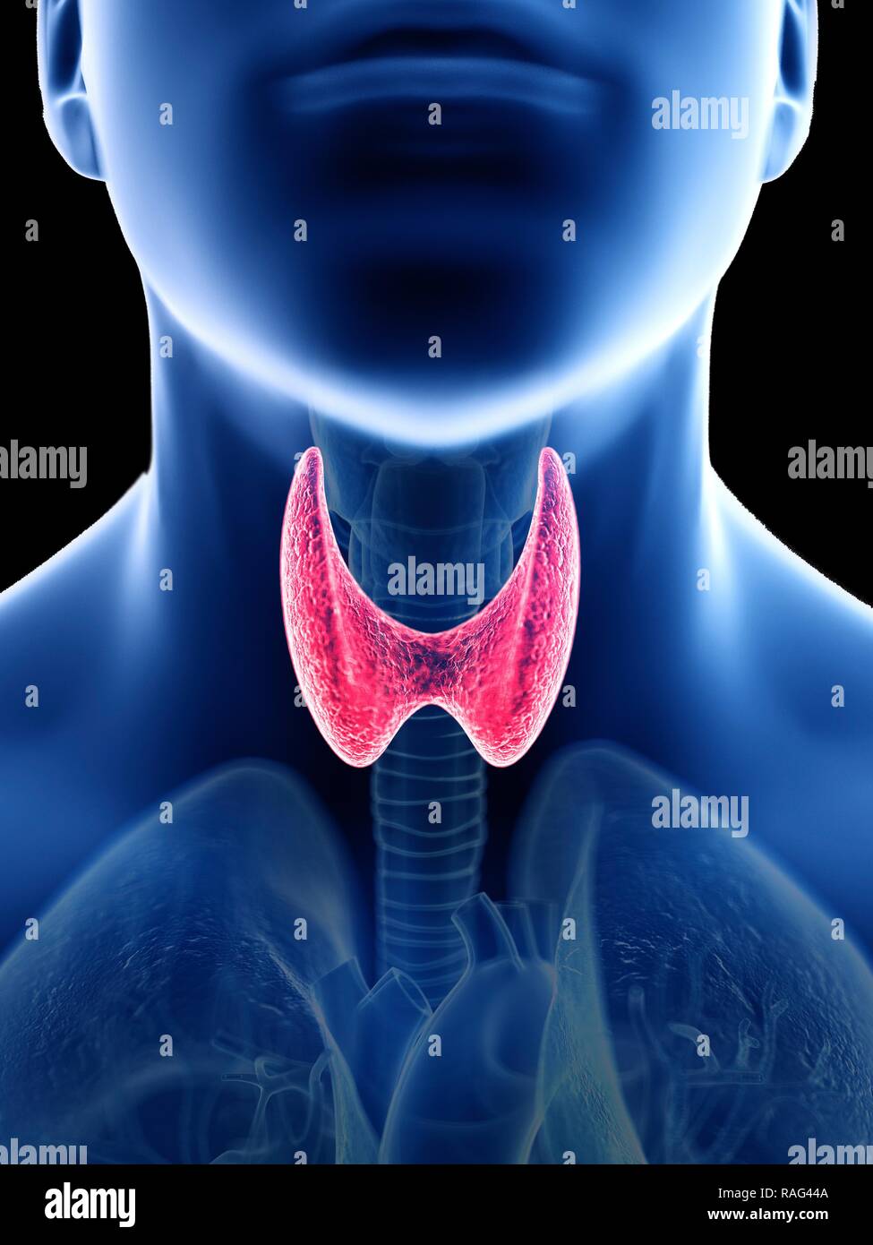 Illustration Of A Mans Thyroid Gland Stock Photo Alamy