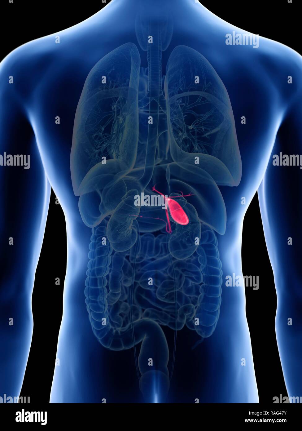 Illustration of a man's gallbladder Stock Photo - Alamy