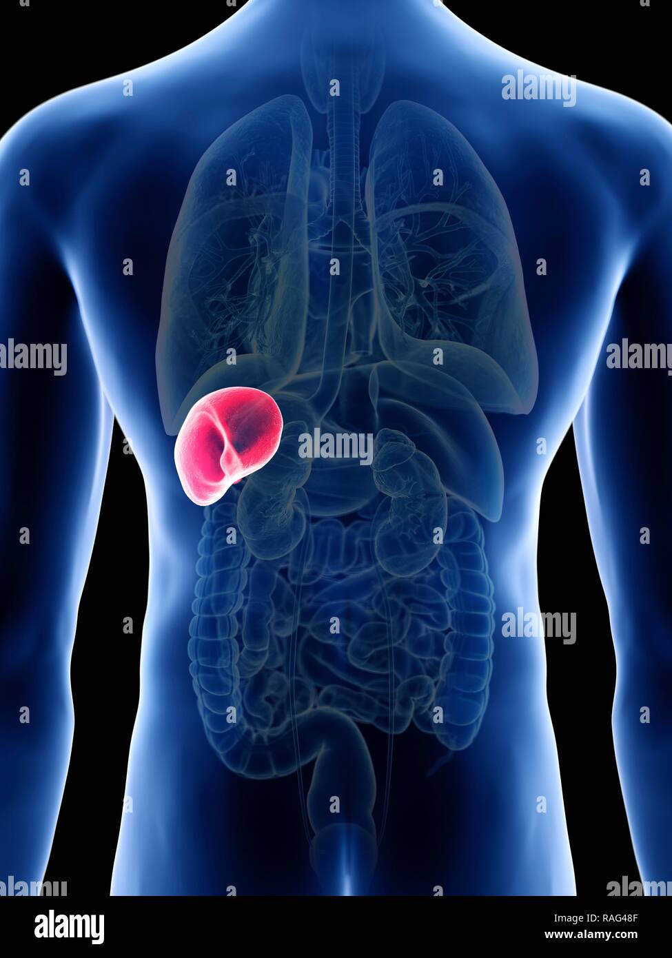 Illustration of a man's spleen Stock Photo Alamy