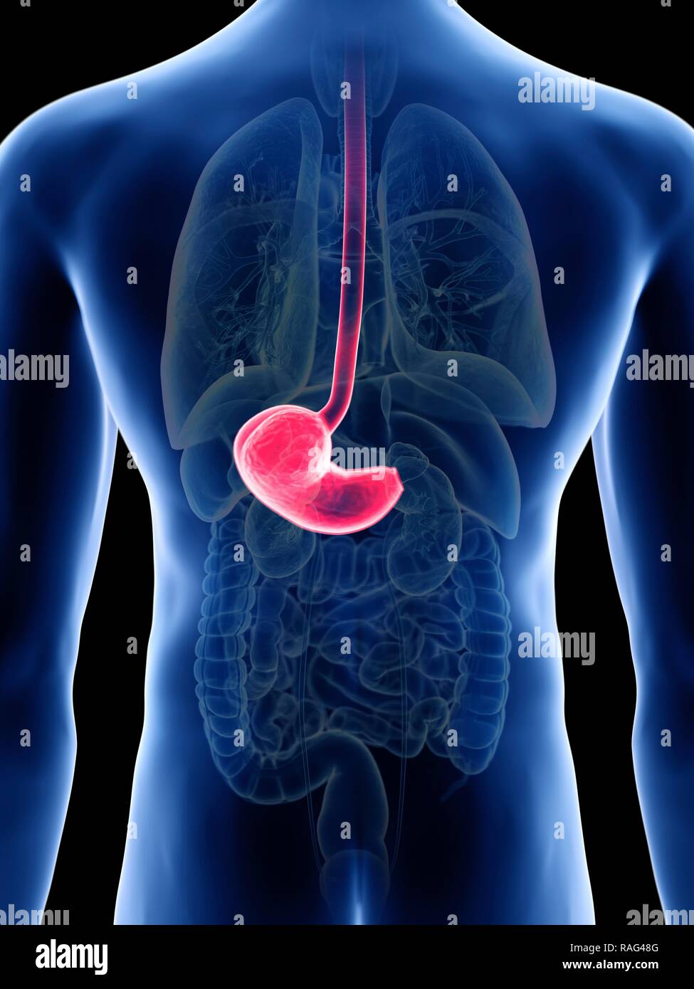 Illustration of a man's stomach Stock Photo - Alamy