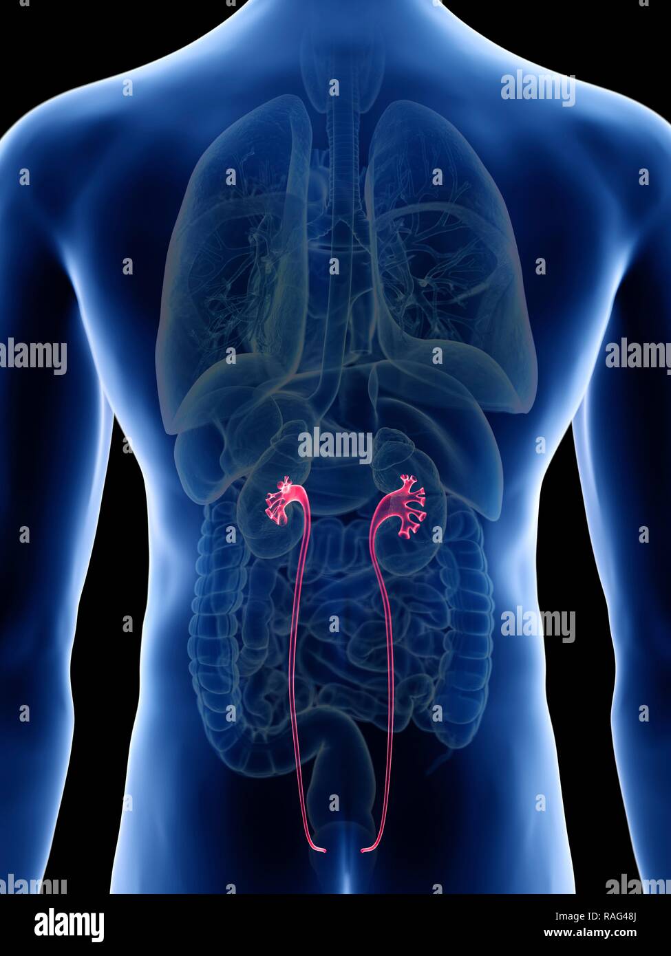 Illustration of a man's ureters Stock Photo - Alamy