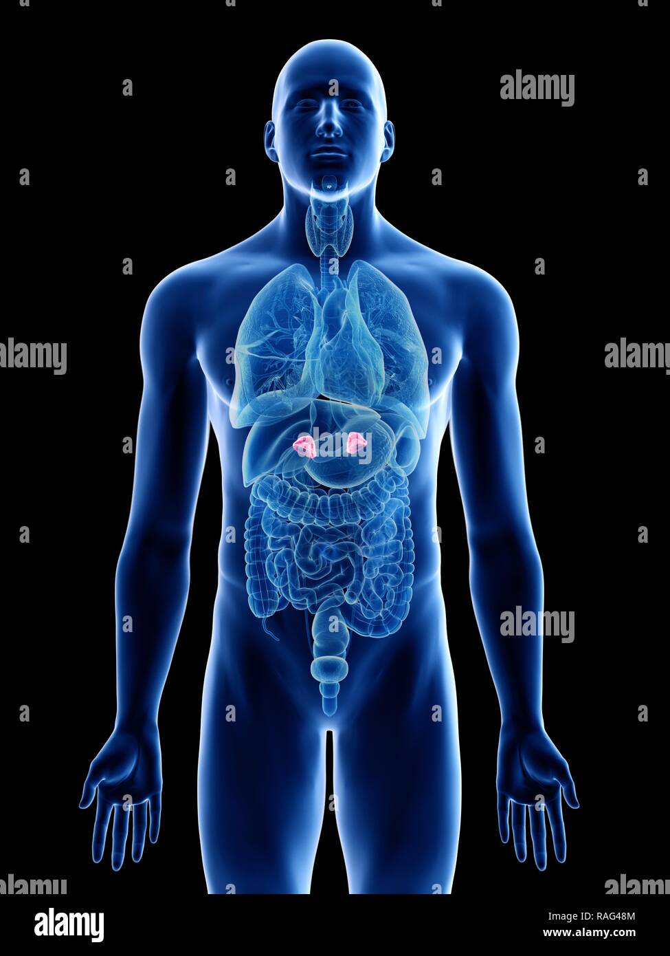 Illustration of a man's adrenal glands Stock Photo Alamy