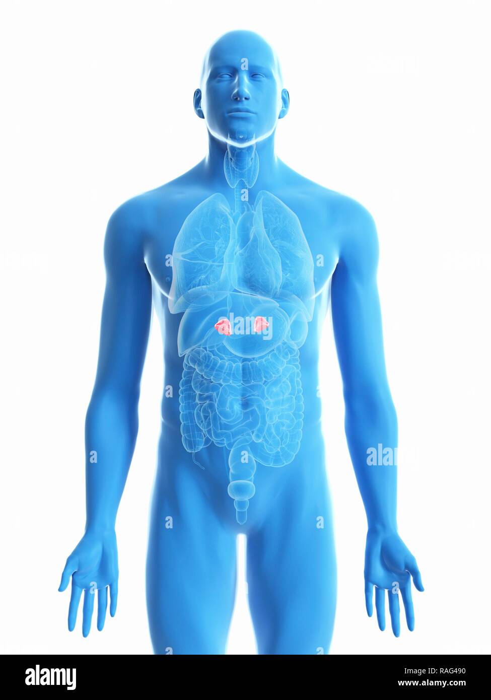 Illustration of a man's adrenal glands Stock Photo Alamy