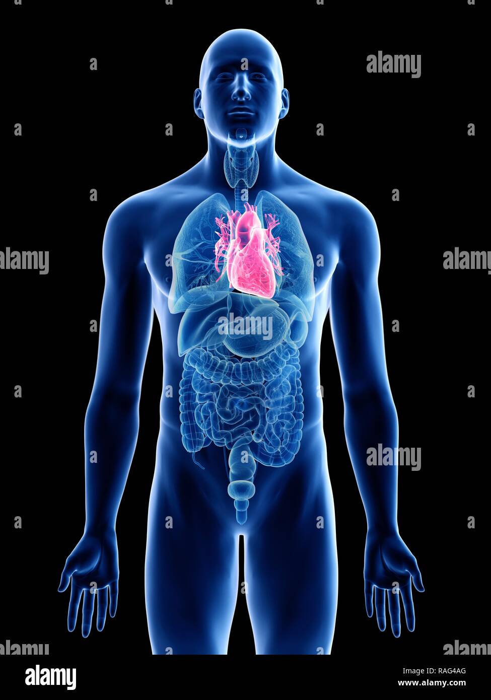 Illustration of a man's heart Stock Photo Alamy