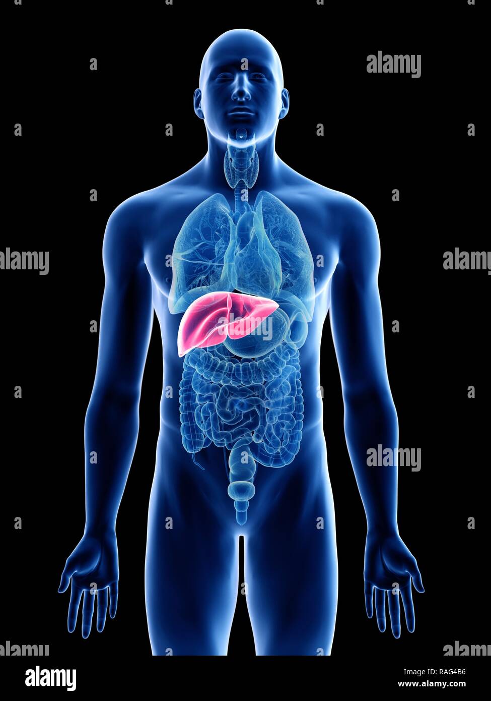 Illustration of a man's liver Stock Photo - Alamy