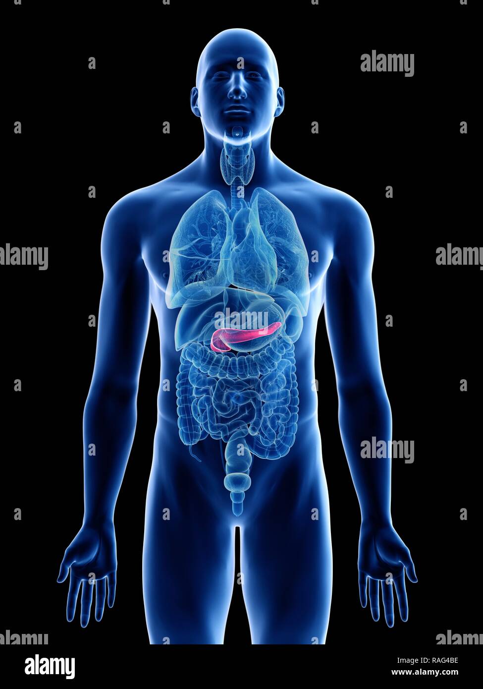Illustration of a man's pancreas Stock Photo - Alamy