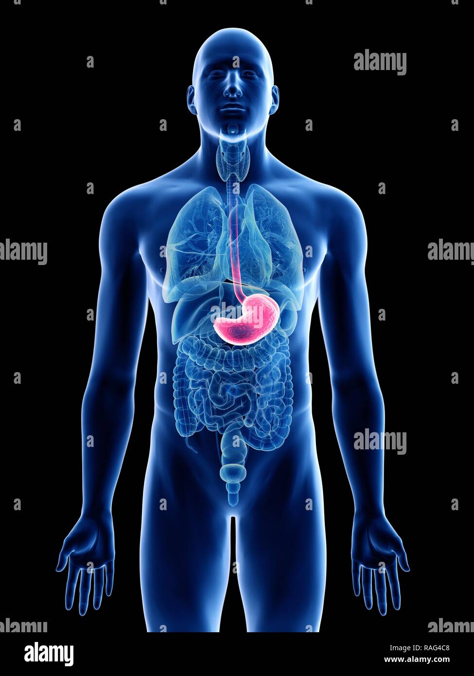 Illustration of a man's stomach Stock Photo - Alamy