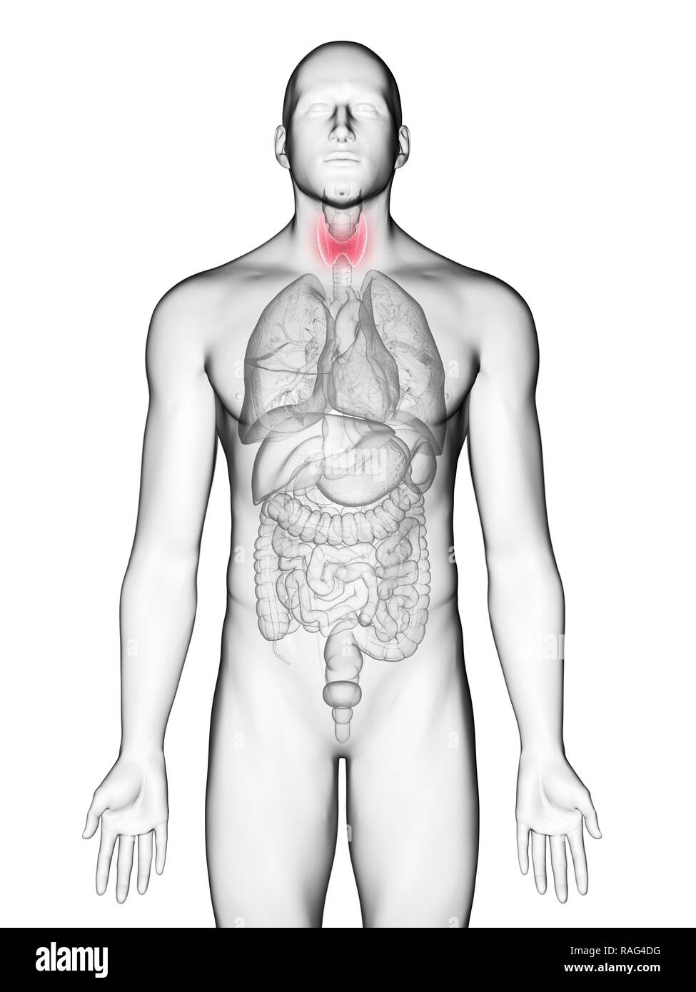 Illustration of a man's thyroid gland. Stock Photo