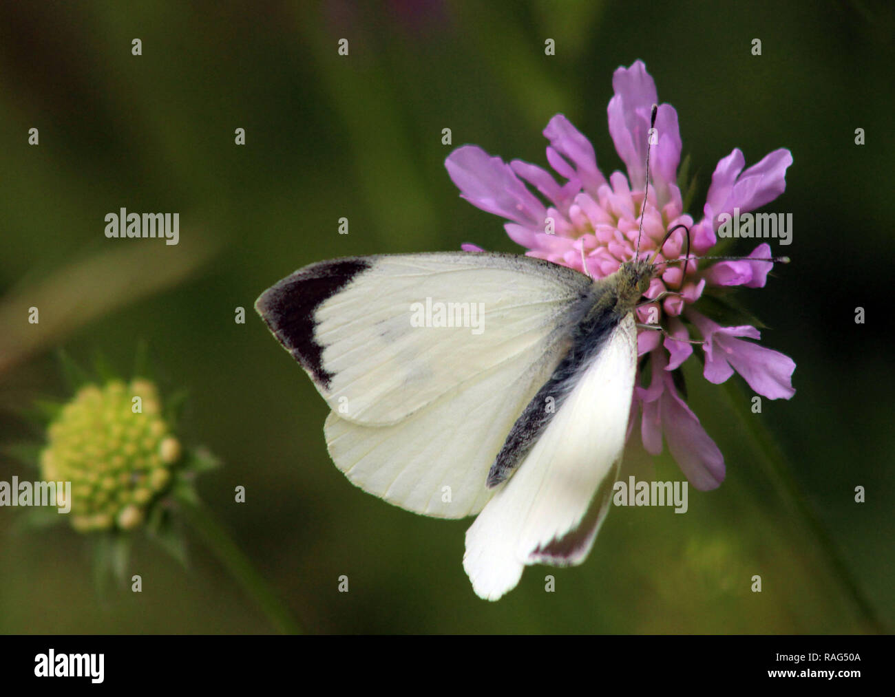 White Butterfly Flower Stock Photo Alamy