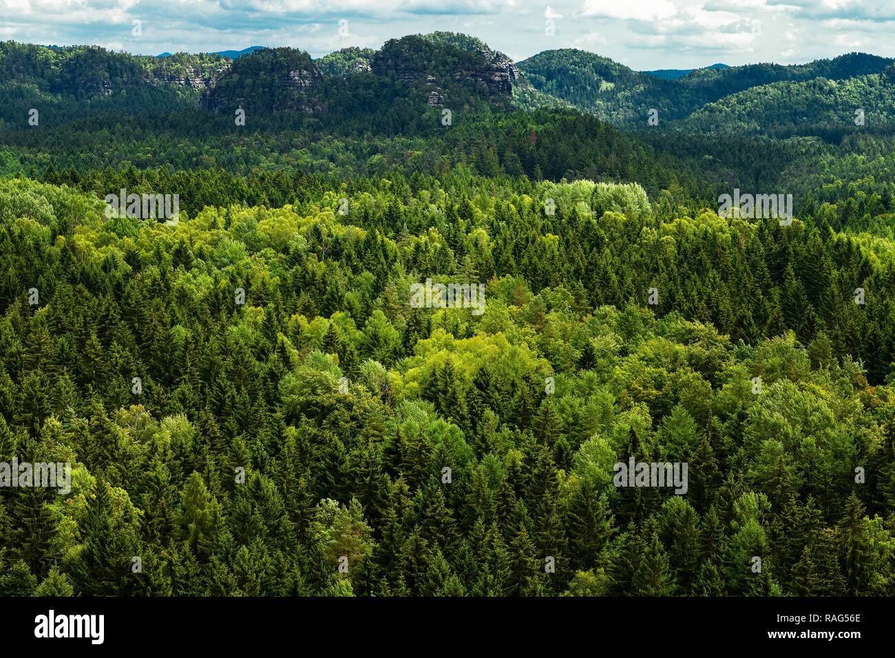 Different shades of green in trees hi-res stock photography and images ...