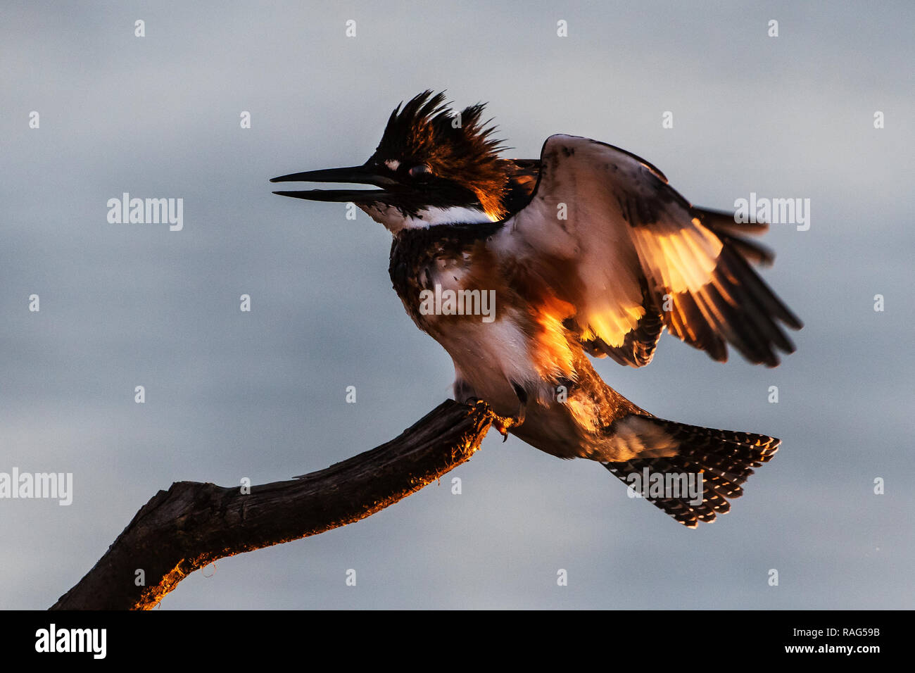 Kingfisher Bay High Resolution Stock Photography and Images Alamy