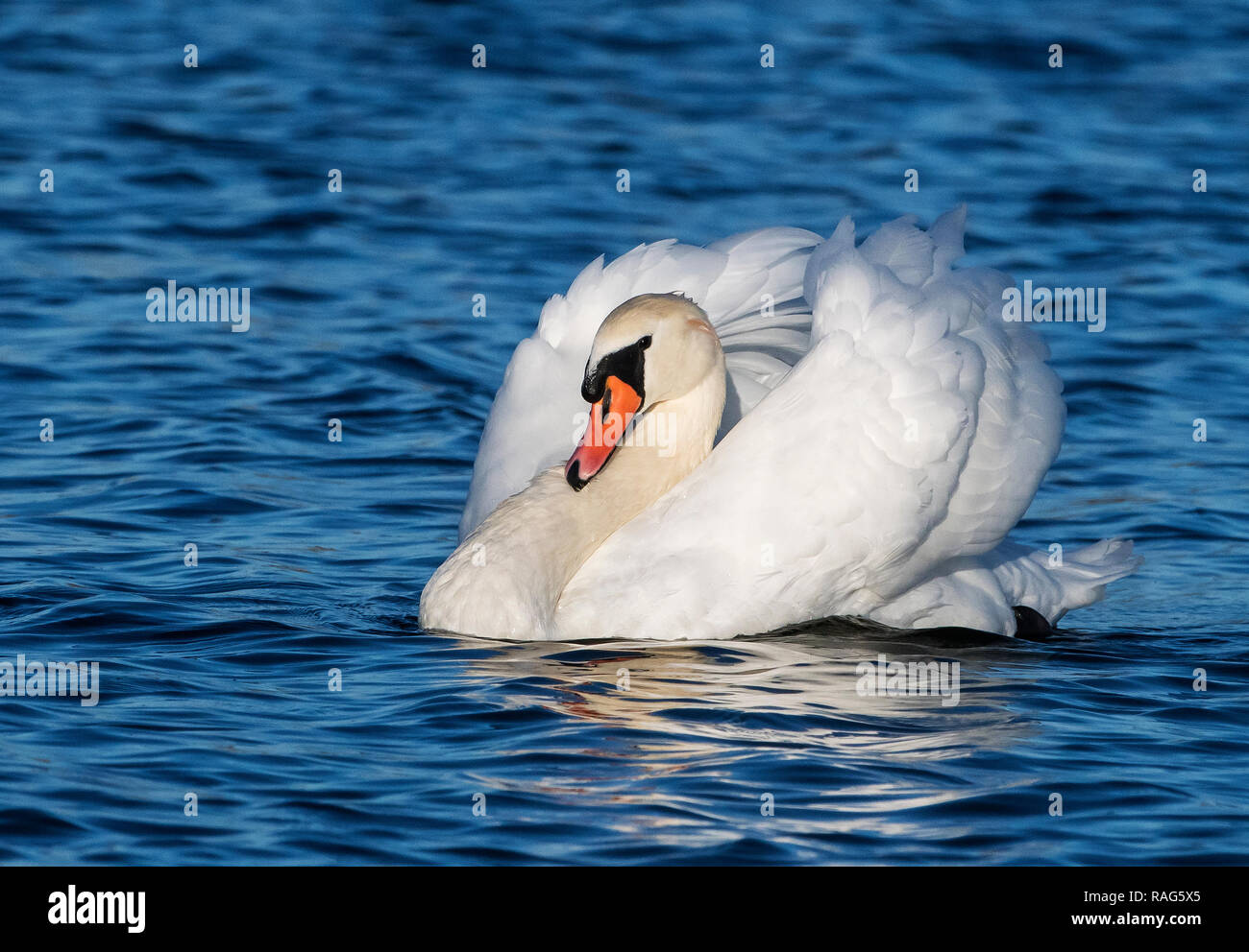 Mute swan cob showing dominant, aggressive posture Stock Photo