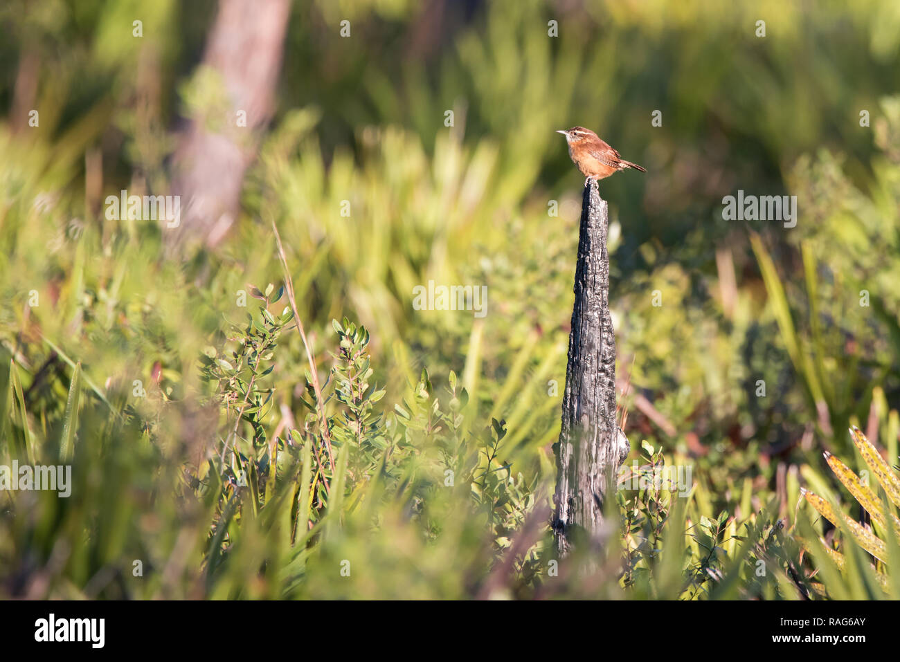 A Carolina Wren perches atop a stump surrounded by Saw Palmetto at Three Lakes Wildlife Management Area in Osecola County, Florida. Stock Photo