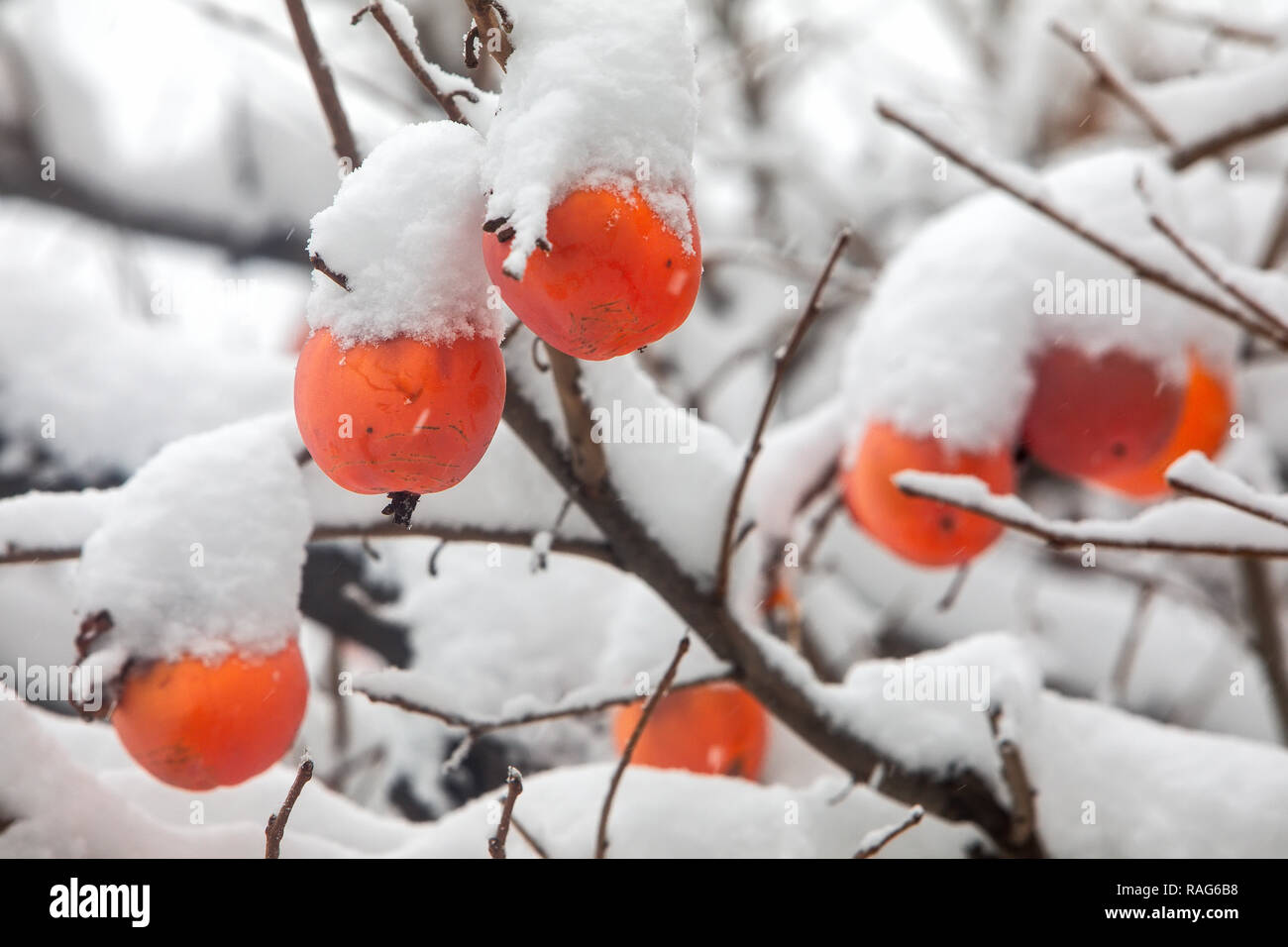 Fruits of Date plum tree or Diospyros lotus with the first snow Stock Photo