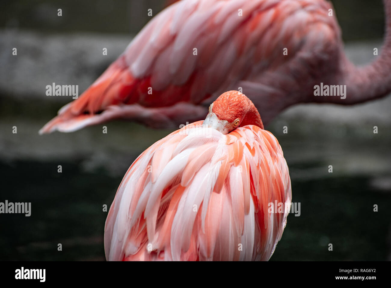 South Florida pink flamingo with head burrowed in feathers Stock Photo