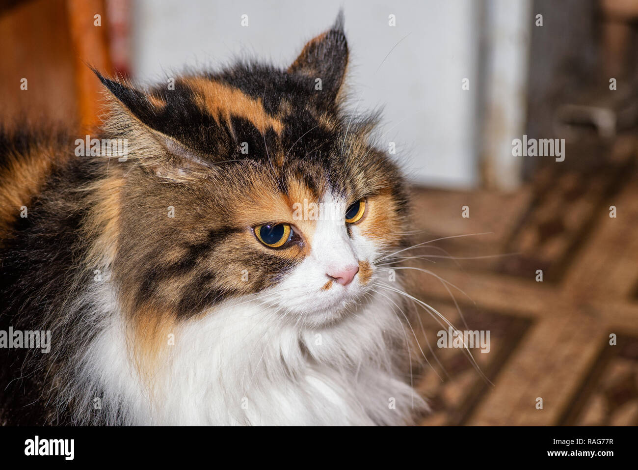 Multi Colored Cat Stock Photos Multi Colored Cat Stock Images